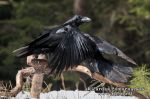 Kranklys (Corvus carax)